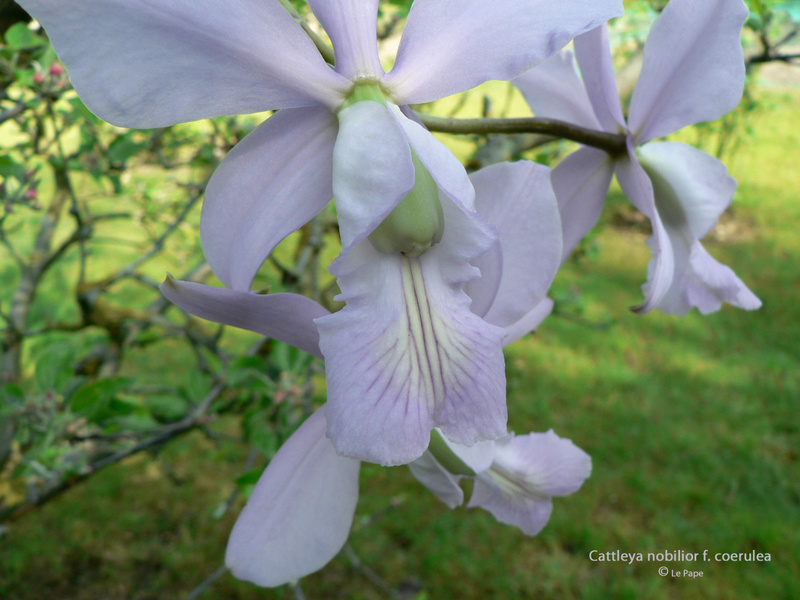 Cattleya nobilior f. coerulea  Cattle79