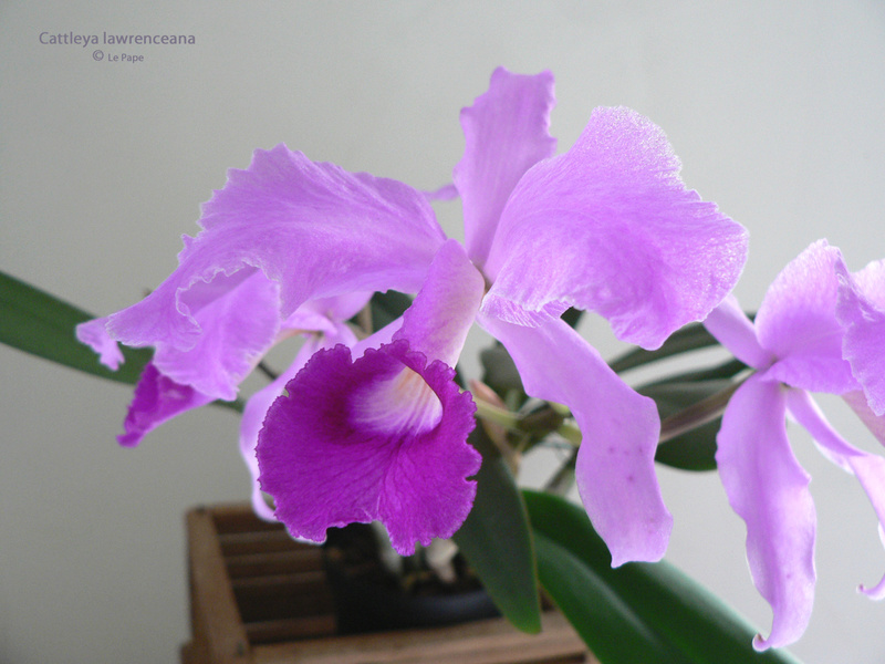 Cattleya lawrenceana  Cattle87