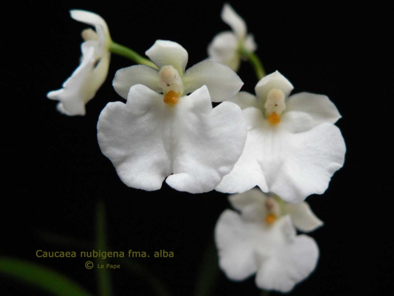 Caucaea (Oncidium) phaleonopsis Caucae15