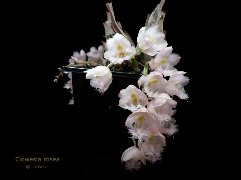 Clowesia rosea (et conseils pour le substrat) Clowes16