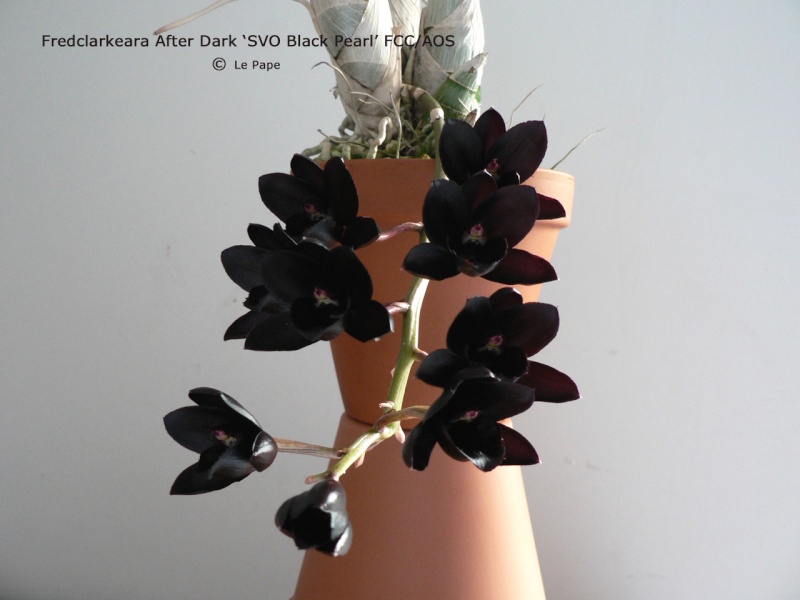 Fredclarkeara (Fdk.) After Dark 'SVO Black Pearl' FCC/AOS Fredcl10