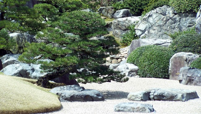 Pinus densiflora 'Umbraculifera'  Kyoku110