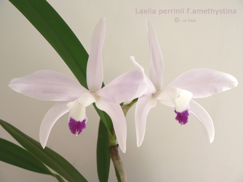 Cattleya ( Laelia ) perrinii f. amethystina  Laelia23