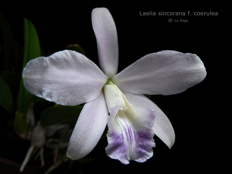 Cattleya ( Laelia )  sincorana f. coerulea  Laelia42