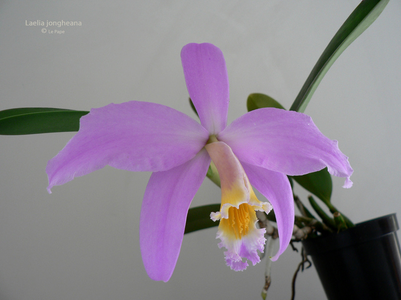 Cattleya ( Laelia ) jongheana  Laelia46