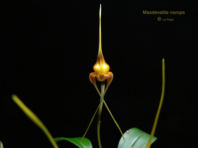 Masdevallia norops  Masdev19