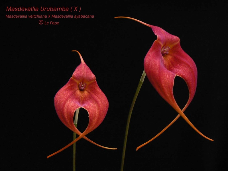 Masdevallia Urubamba (M. ayabacana x M. veitchiana) Masdev34