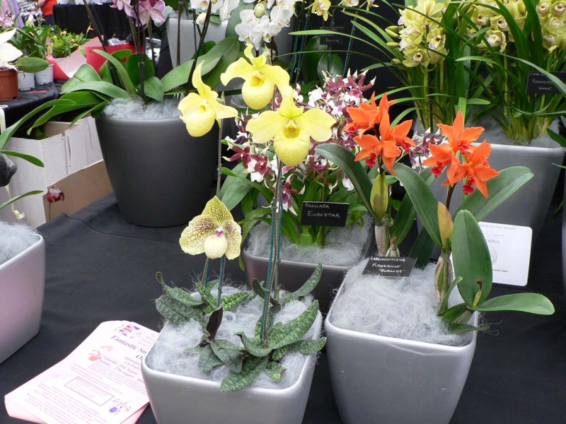 RHS London Orchid et botanique Art Show - 11 et 12 avril 2014 Orchid18