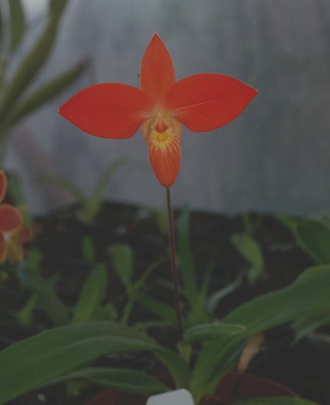Phragmipedium besseae Orchid19