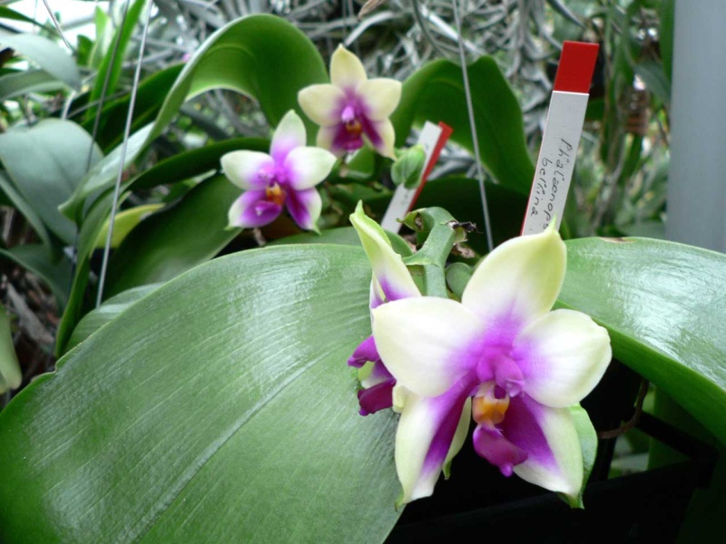 Phalaenopsis bellina P1130413