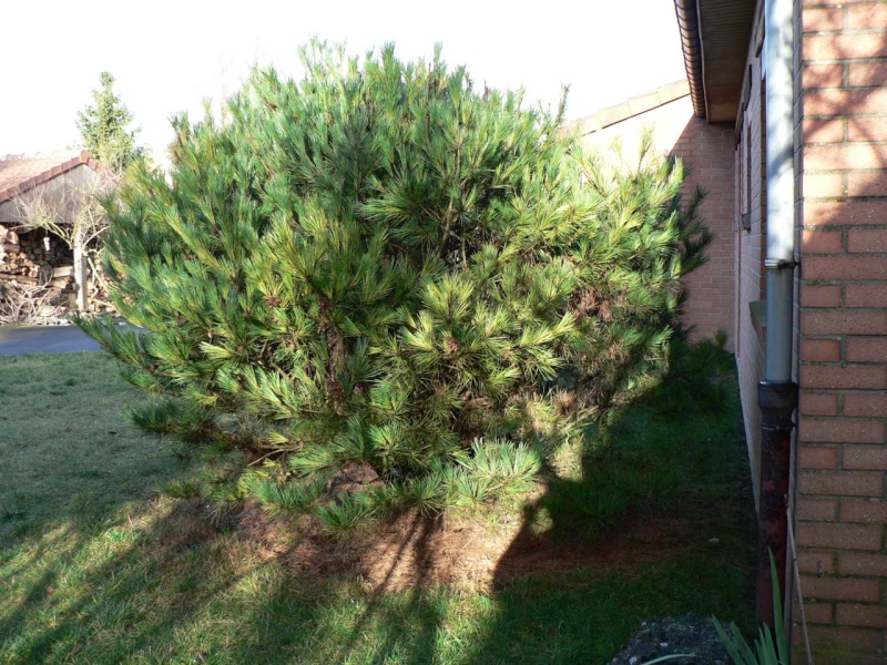 Pinus densiflora 'Umbraculifera'  P1130711