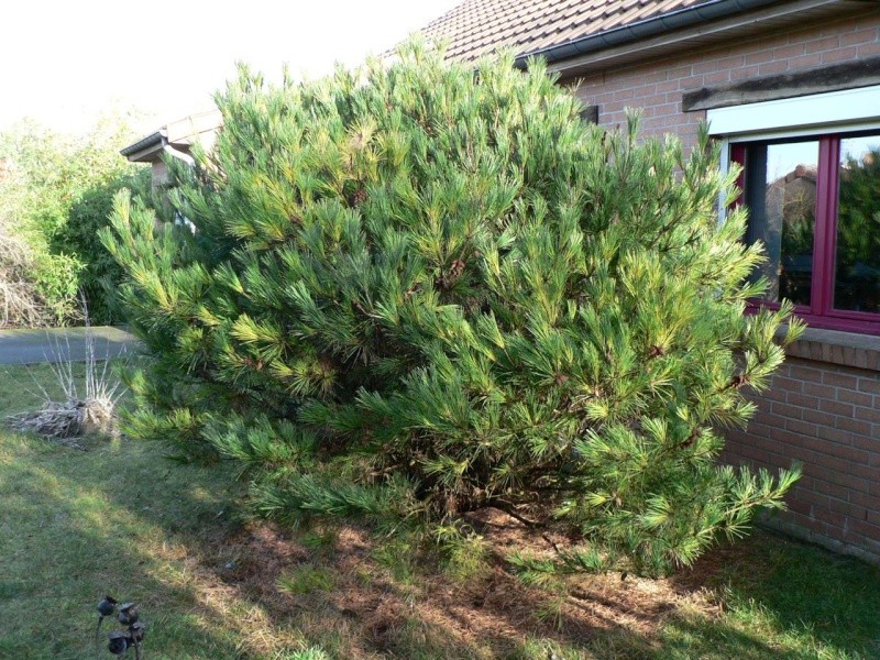 Pinus densiflora 'Umbraculifera'  P1130712