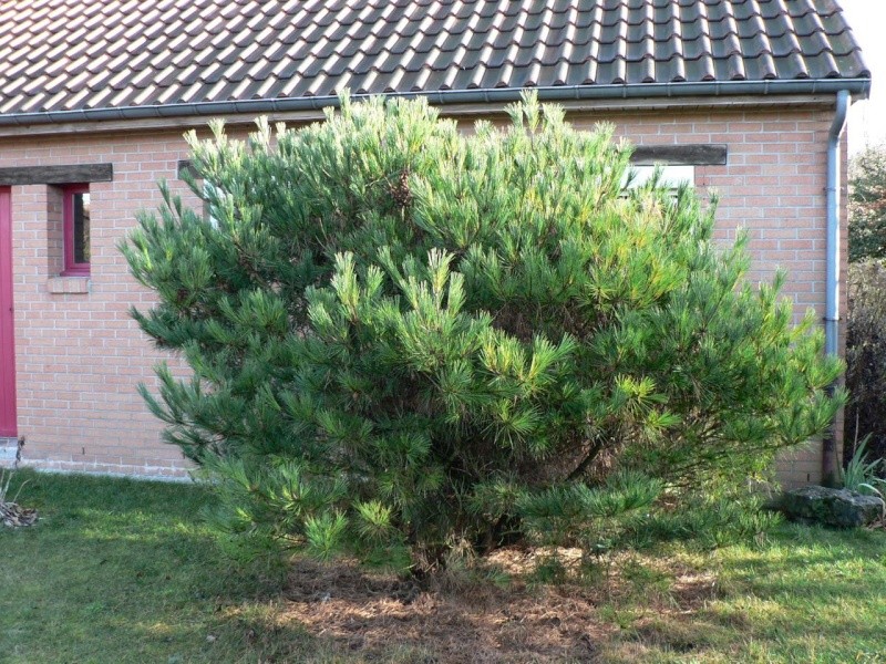 Pinus densiflora 'Umbraculifera'  P1130713