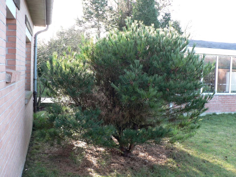 Pinus densiflora 'Umbraculifera'  P1130716