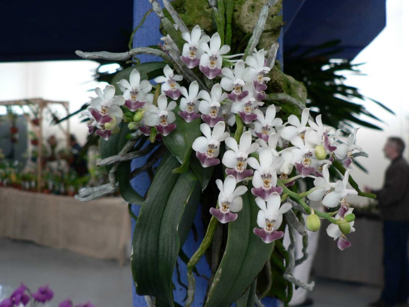 Exposition internationale d'orchidées à Wallers arenberg - 8 au 11 mai 2014 - Page 10 P1140413