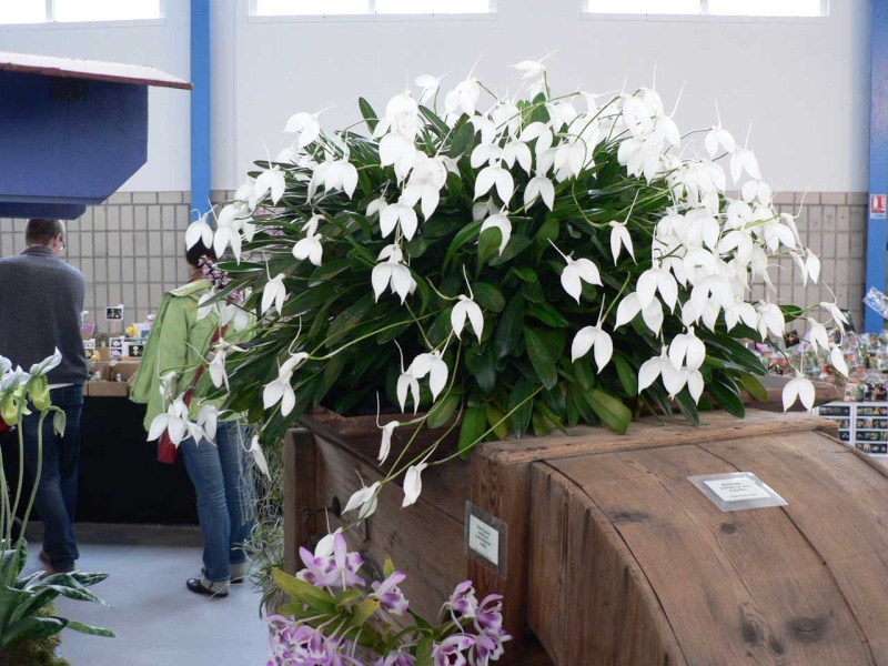 Exposition internationale d'orchidées à Wallers arenberg - 8 au 11 mai 2014 - Page 10 P1140415