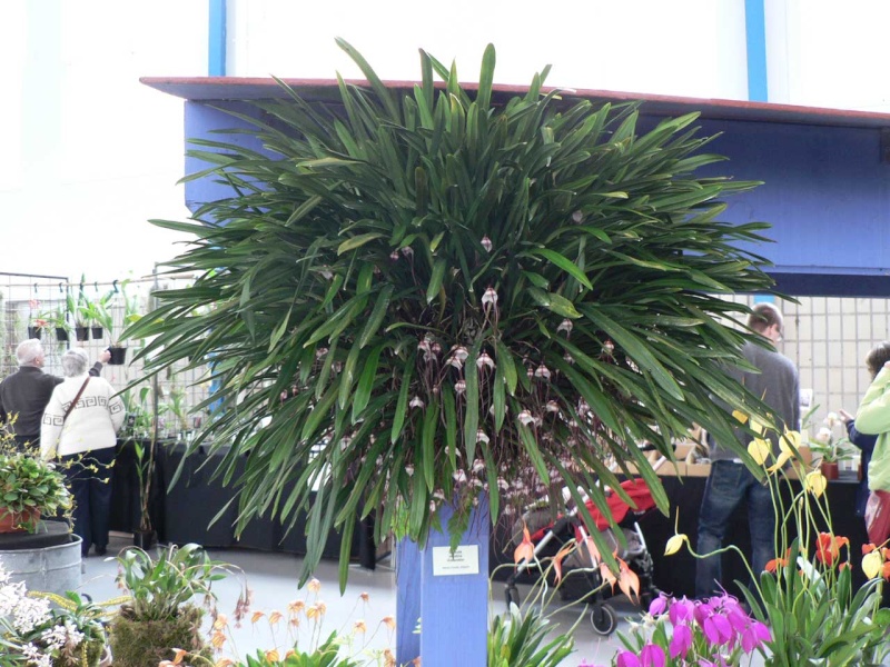 Exposition internationale d'orchidées à Wallers arenberg - 8 au 11 mai 2014 - Page 10 P1140416