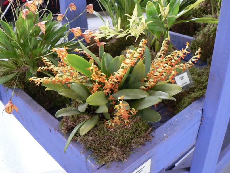Exposition internationale d'orchidées à Wallers arenberg - 8 au 11 mai 2014 - Page 10 P1140418