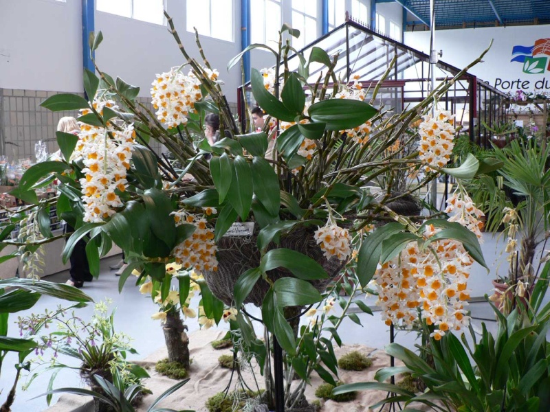 Exposition internationale d'orchidées à Wallers arenberg - 8 au 11 mai 2014 - Page 10 P1140422