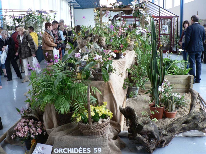 Exposition internationale d'orchidées à Wallers arenberg - 8 au 11 mai 2014 - Page 10 P1140430