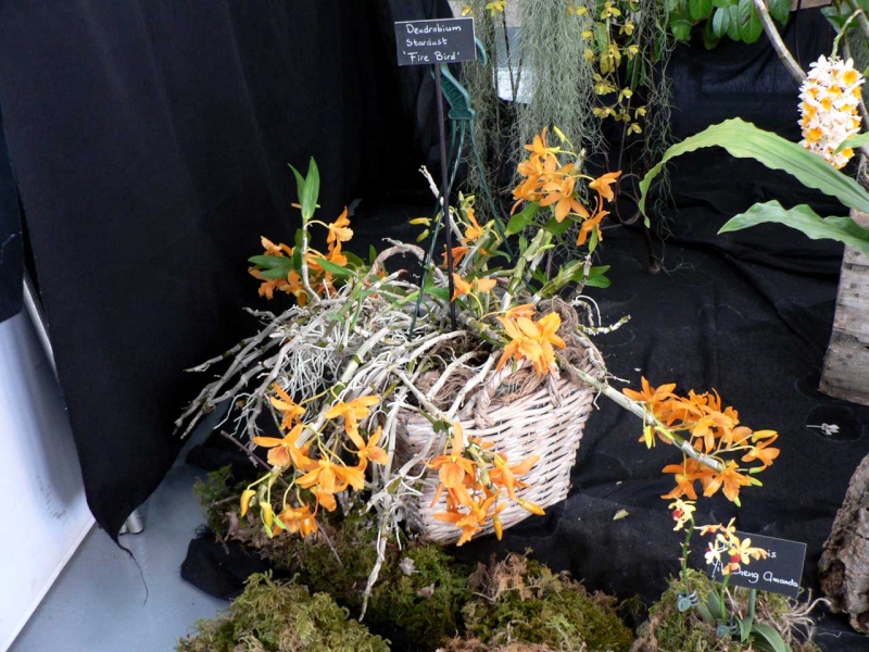 Exposition internationale d'orchidées à Wallers arenberg - 8 au 11 mai 2014 - Page 12 P1140447