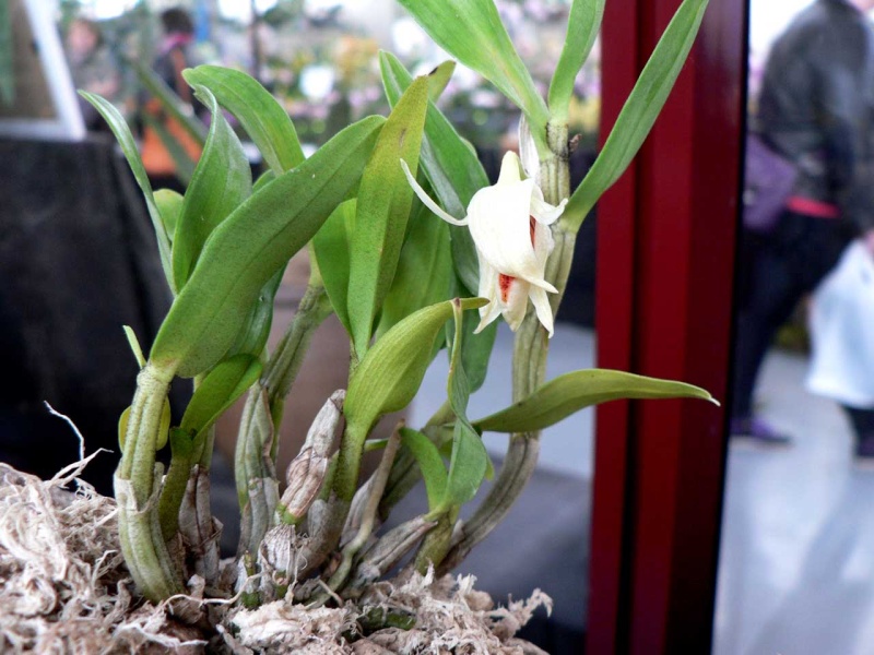 Exposition internationale d'orchidées à Wallers arenberg - 8 au 11 mai 2014 - Page 12 P1140449