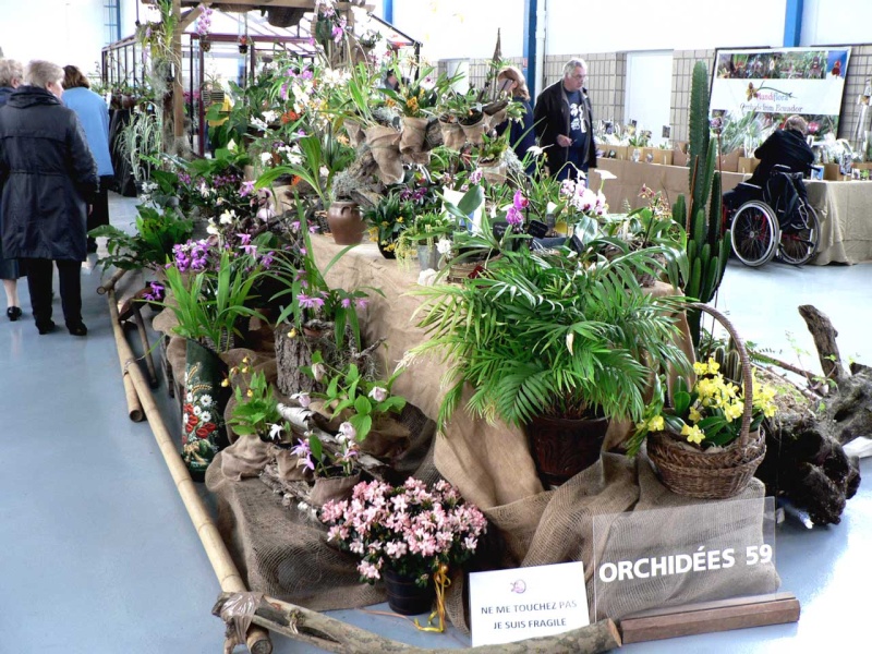 Exposition internationale d'orchidées à Wallers arenberg - 8 au 11 mai 2014 - Page 12 P1140450