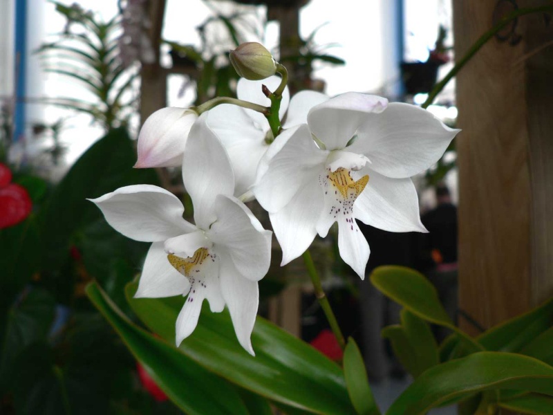 Exposition internationale d'orchidées à Wallers arenberg - 8 au 11 mai 2014 - Page 12 P1140451