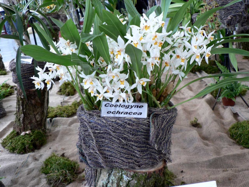 Exposition internationale d'orchidées à Wallers arenberg - 8 au 11 mai 2014 - Page 12 P1140454