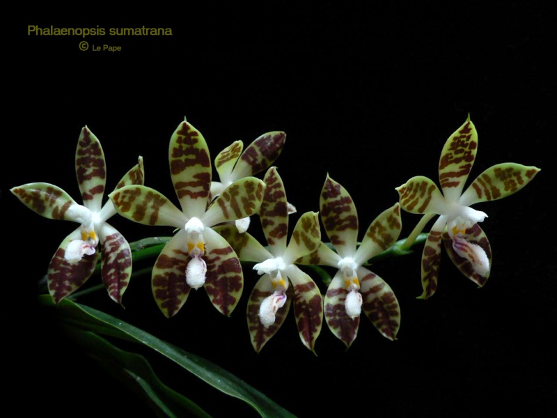 Phalaenopsis sumatrana Phalae26
