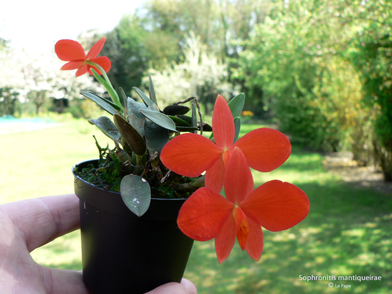 Cattleya ( Sophronitis ) mantiqueirae  Sophro14