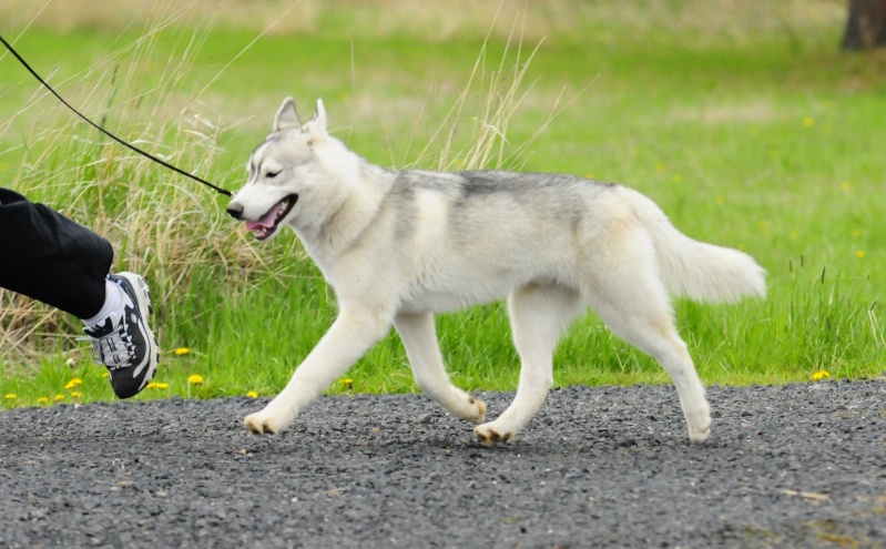 Conformation - A Realistic Look at Sibes and their faults :)  - Page 20 _dsc0510