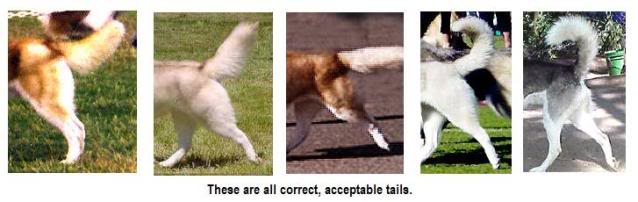 Conformation - A Realistic Look at Sibes and their faults :)  - Page 19 Tails110