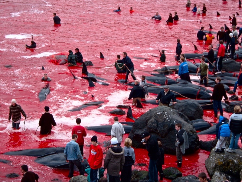 Gruesome Festival: Mass Killing Of Whales And Dolphins To Prove Adulthood Bloody10