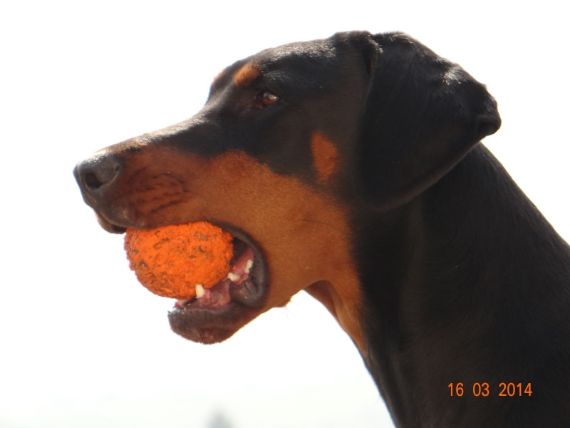 mes Dobermanns - Page 3 Dsc01911