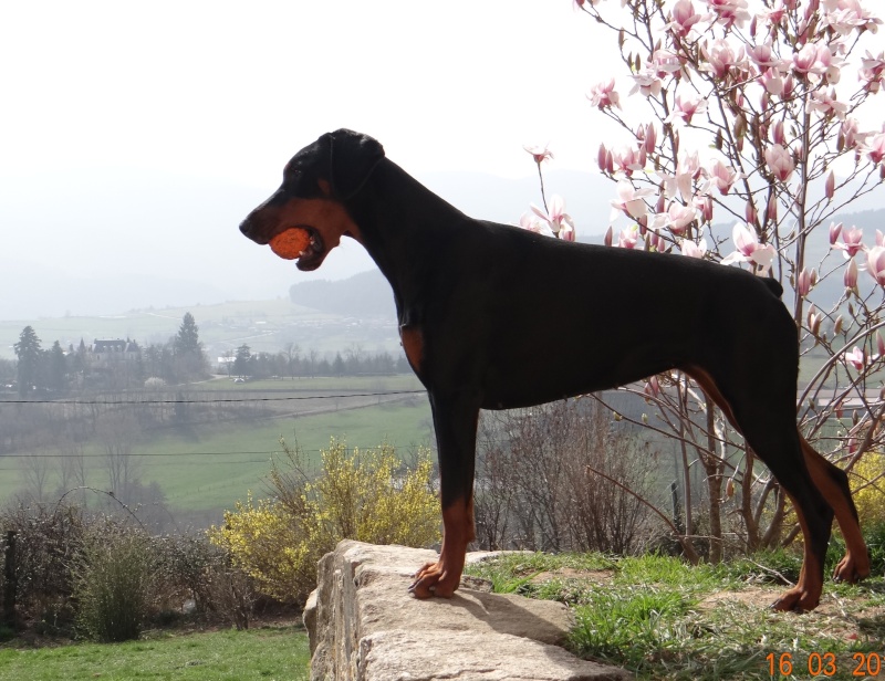 mes Dobermanns - Page 3 Dsc01913