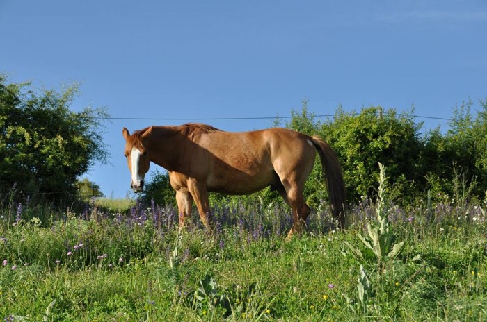 Mes chevaux Flor2-37