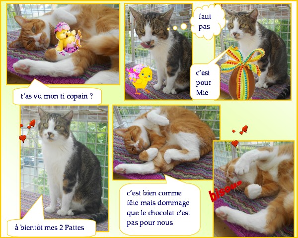 FILOU & ti'TITI : petites nouvelles - Page 8 Fifi_t24