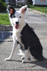 a adopter croiser border collie 423211