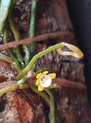 Taeniophyllum obtusum oder "Ein Lächeln am Morgen..." Taenio15