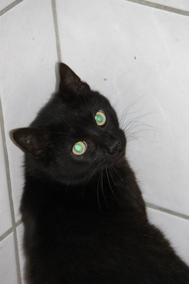 Trouvé chat noir-Saint Avold-25 mars 2014 19400210