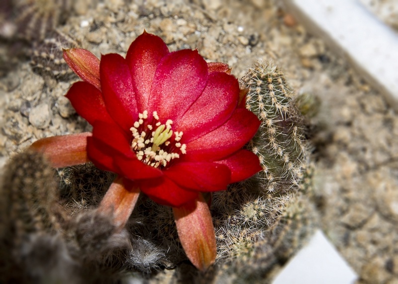 fleurs de cactus et  Aizoaceae au fil des saisons (I)  - Page 38 Sans_t13