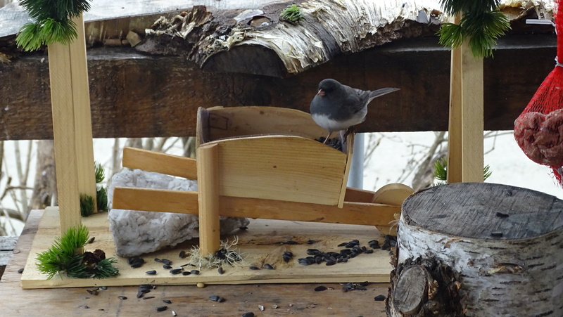 Mini brouette mangeoire 17 mars 2017 Junco_19