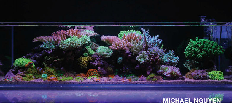 Reef Hobbyist Magazine  - 11eme edition Rhm10