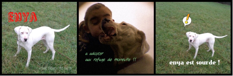 Enya x-dogue argentin (19/01/11) Collag13