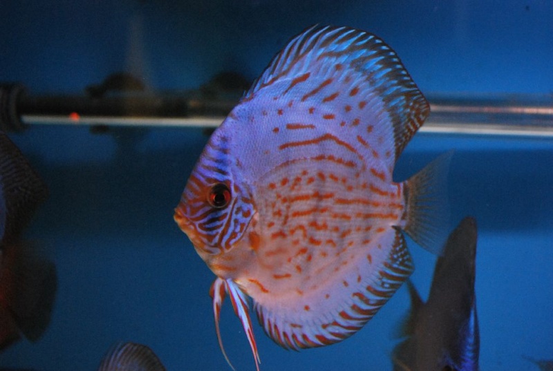 Vente de discus Dsc_0013