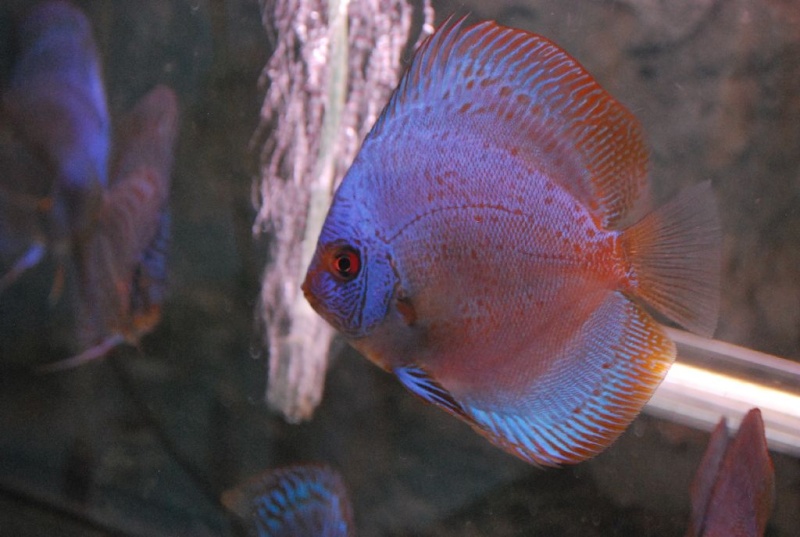 Vente de discus Dsc_0014