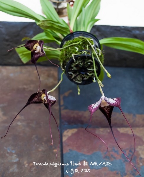 Dracula polyphemus 'Hawk Hill' AM/AOS Dracul10