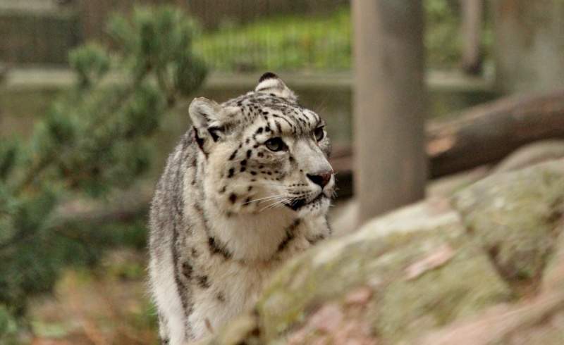 Snow Leopards - Page 9 Img_1311