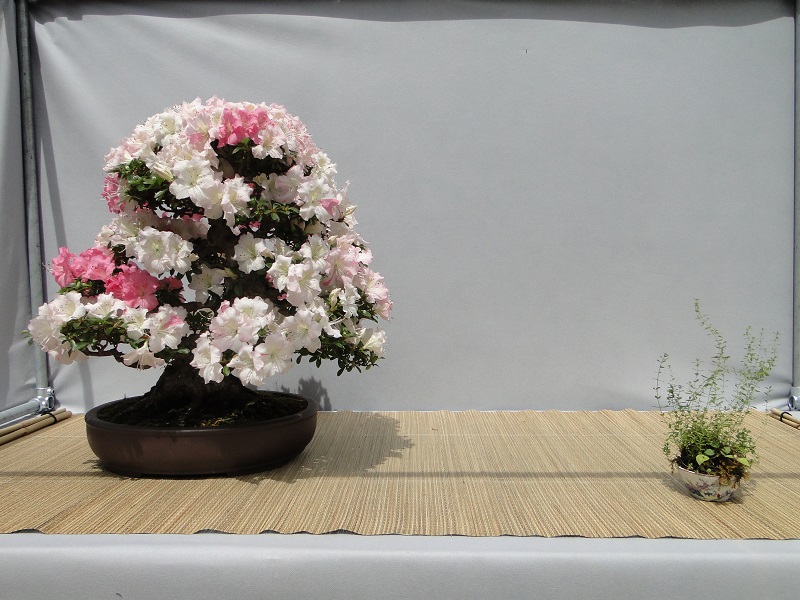 satsuki flower trophy 3  Dsc01573
